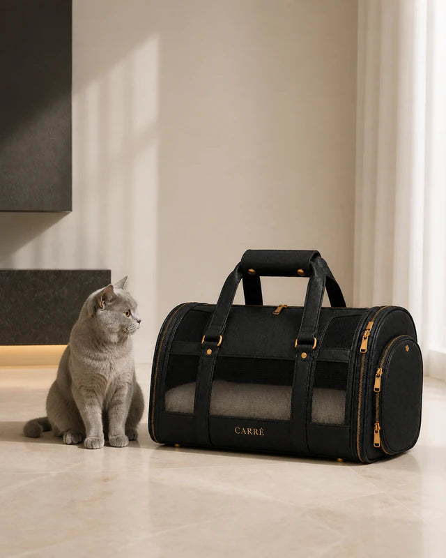 Silver-gray cat beside the full-size Carré carrier in Noir with its gold wordmark visible