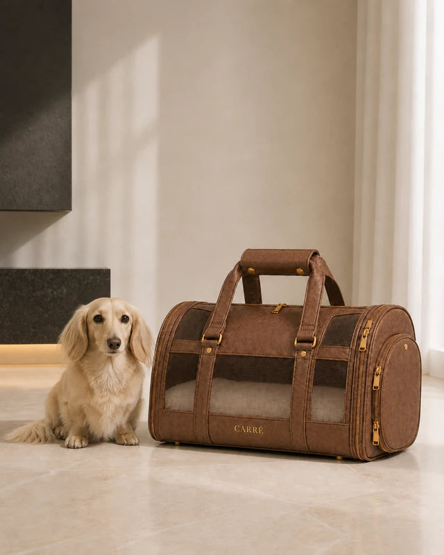 Small cream miniature dachshund beside the full-size Carré carrier in Taupe with its gold wordmark visible