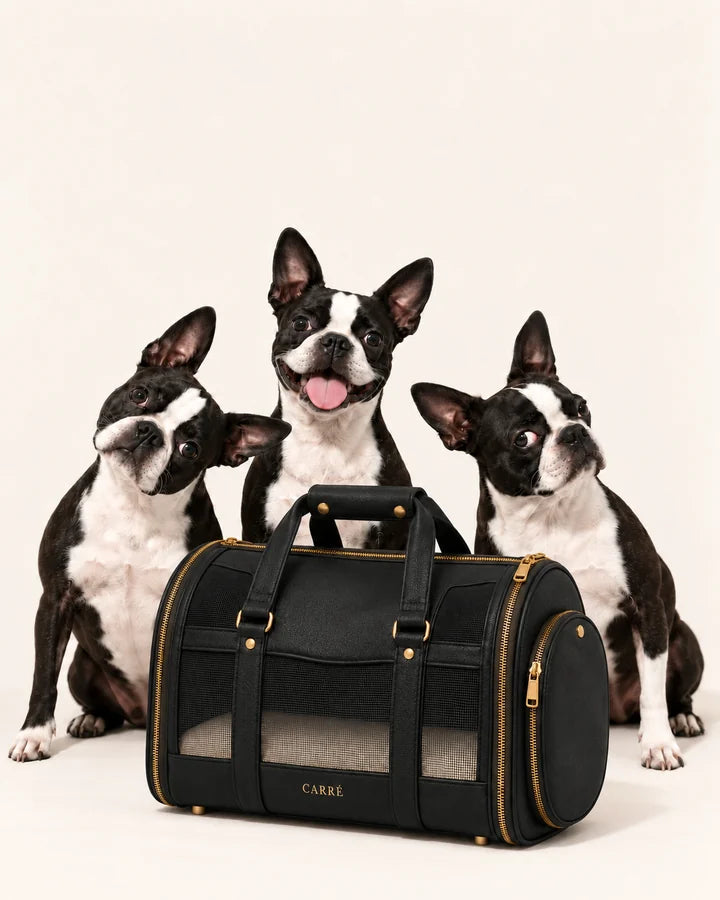 Three expressive Boston terriers posing behind the full Noir Carré carrier