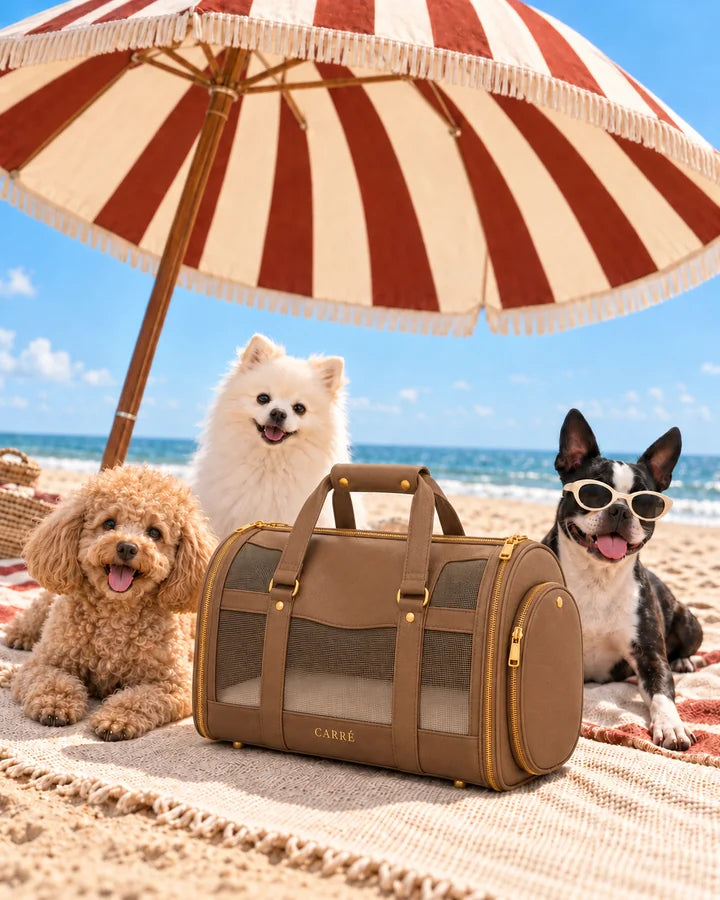 Three dogs, including a Boston terrier in sunglasses, enjoying the beach with the Taupe carrier and a striped umbrella