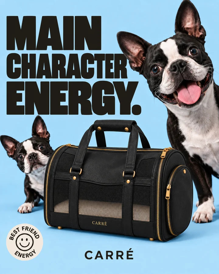 Main character energy. Two cheeky Boston terriers photobombing the Noir Carré carrier against a blue background.