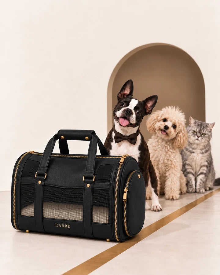 A Boston terrier in a bow tie, a poodle and a cat lining up beside the Noir Carré carrier